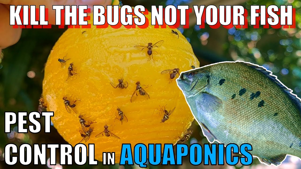 How to Control Pests in Aquaponics 🐟🌱🍓