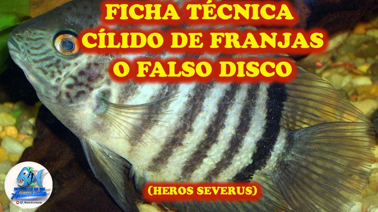 FICHA TÉCNICA HEROS SEVERUS