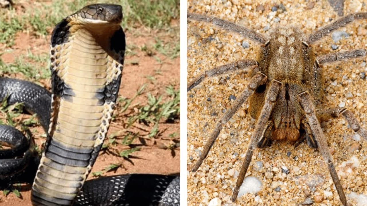 &ldquo;10 Dangerous Animals You Should Avoid at All Costs&rdquo;