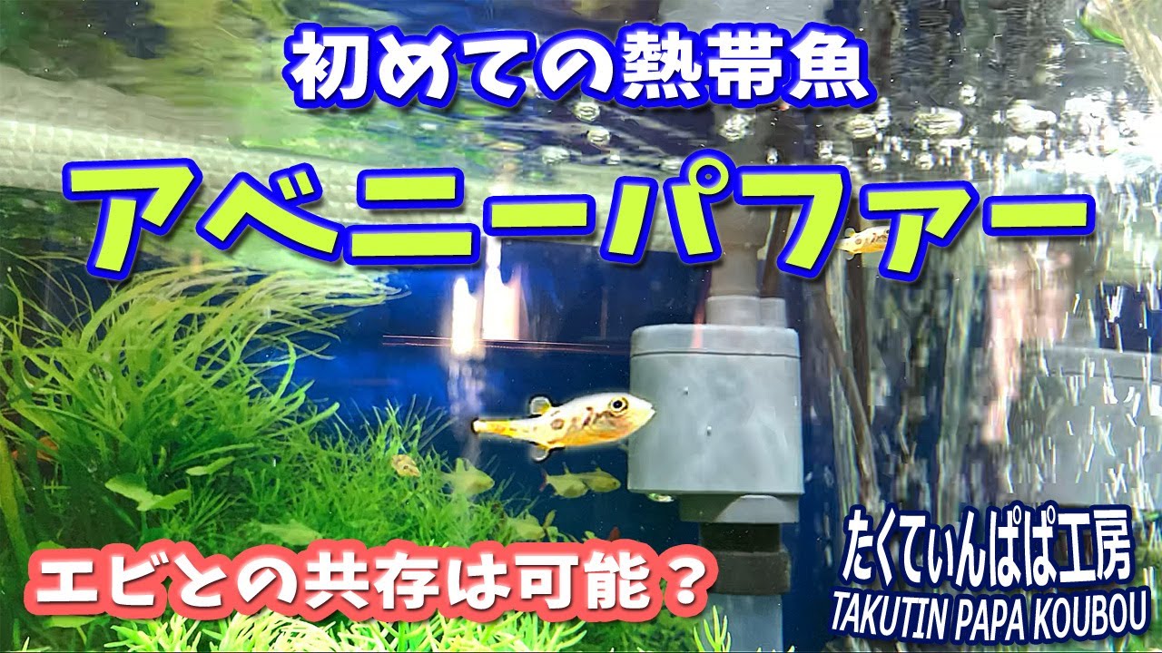 極小淡水フグ飼育～アベニーパファー～
