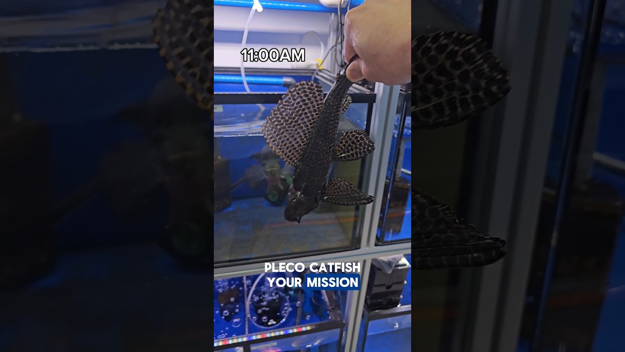 Pleco on a mission to eat algae #aquariumhobby #fishhobbyist #fishtank