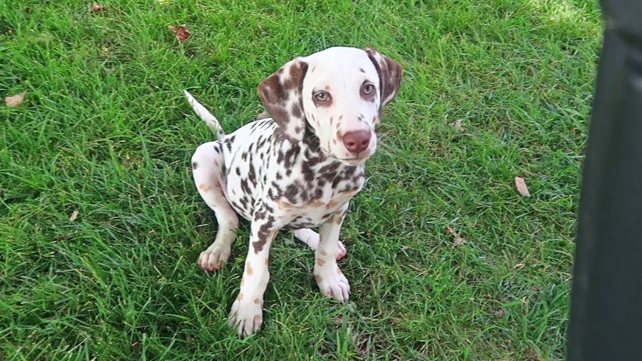 My Dalmatian is Deaf