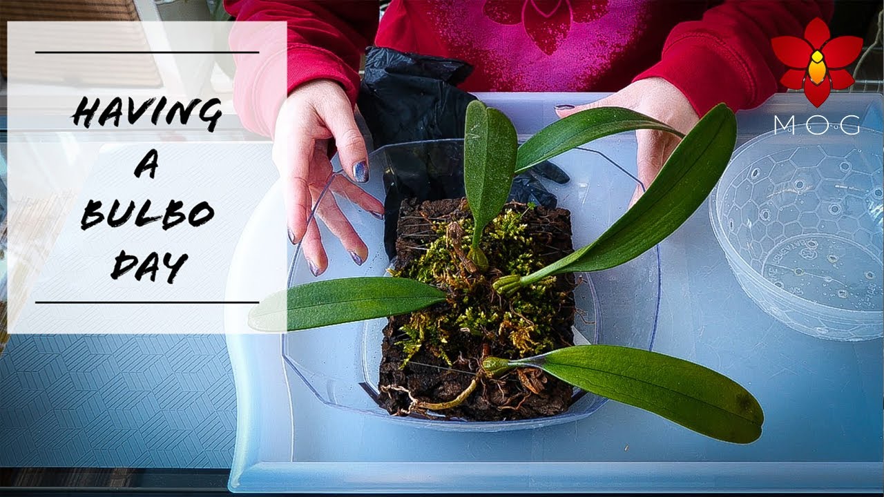 Unmounting Bulbophyllum Orchid, harvesting moss & ranting about TikTok.. Join me!