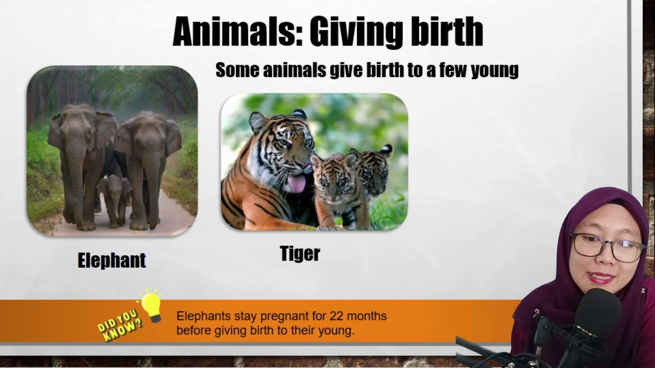 Science Year 2 |How Animals Reproduce|