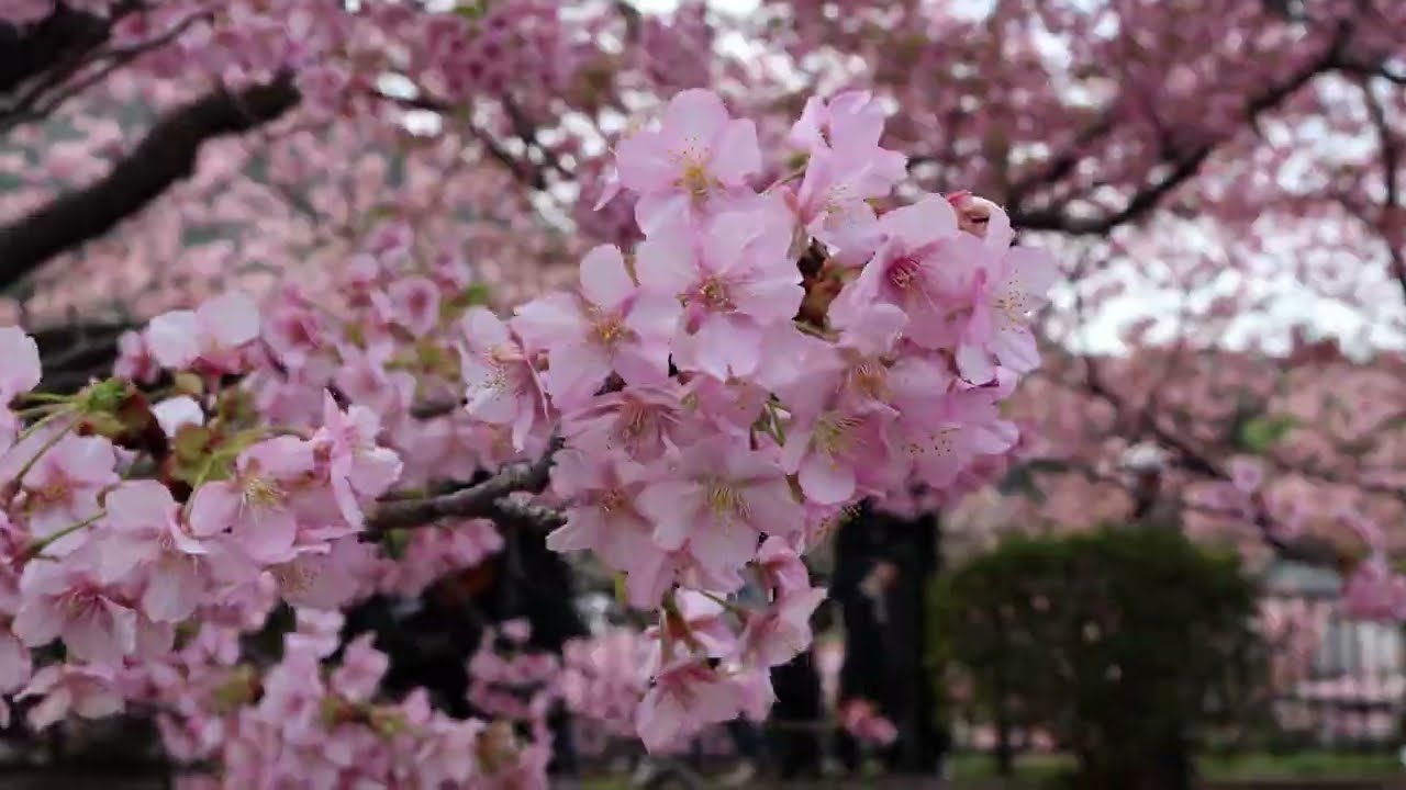 Pink Cherry Blossoms Kawazu Japan: February 24, 2026