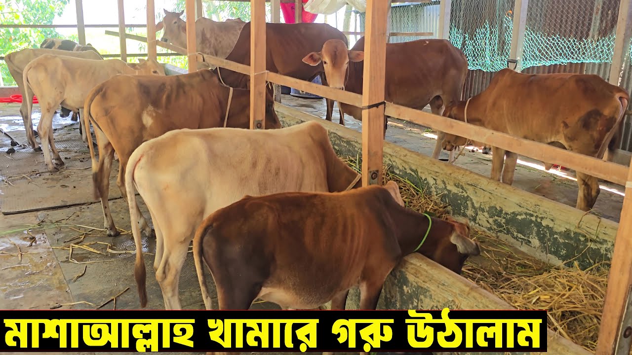 মাশাআল্লাহ খামারে গরু উঠালাম | M Protiva Tv 1359