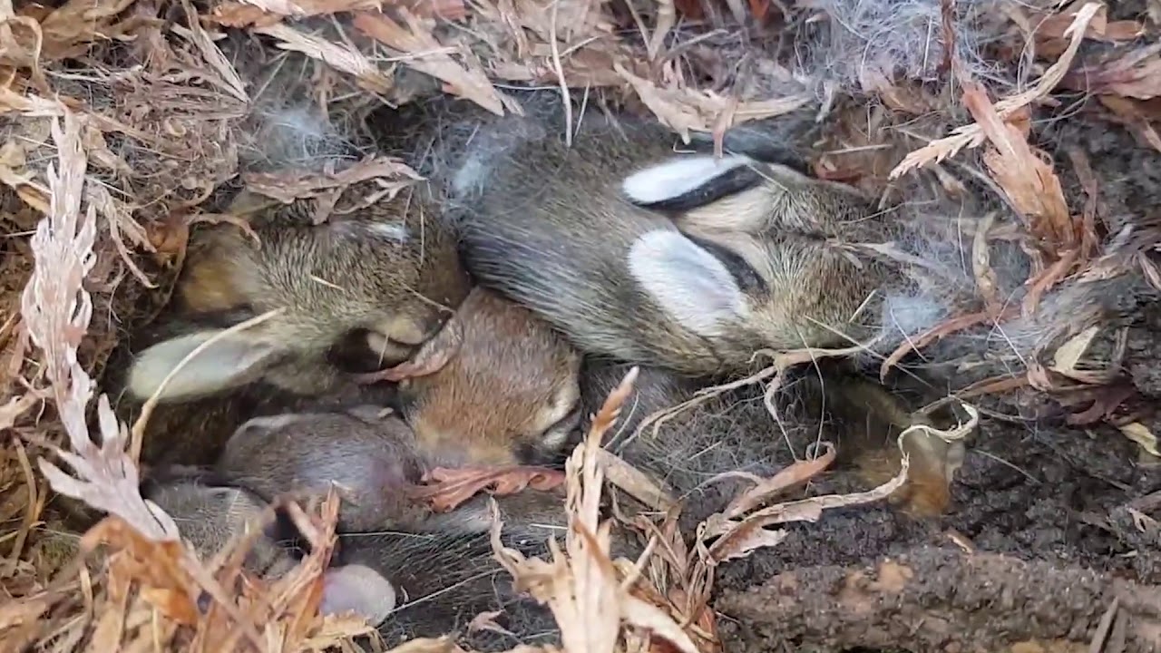 Bunny Nest Found in Yard