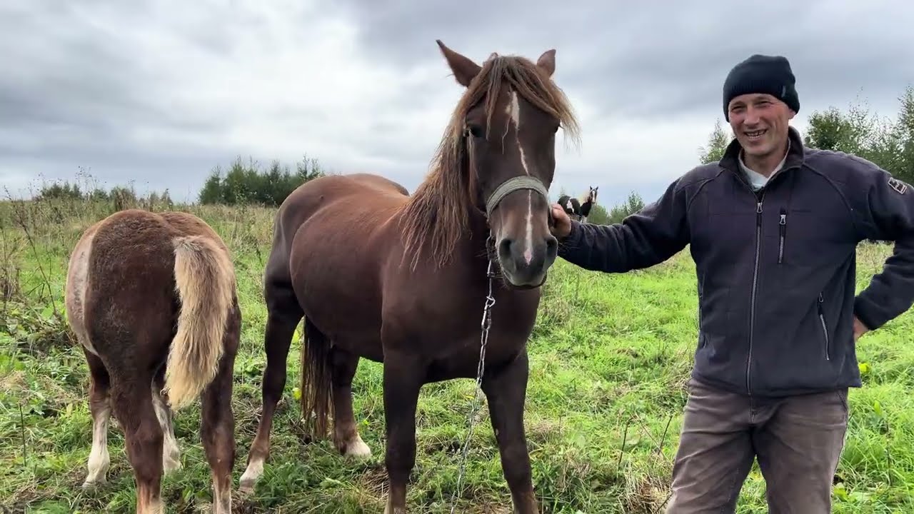 🌲Чудові коні у Космачі🌲лошата на продаж (є ціна) 0967474220 Дужак Іван