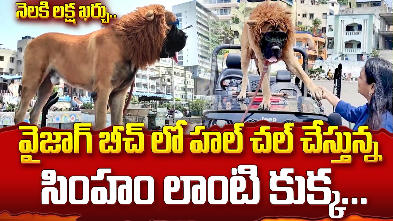 వైజాగ్ బీచ్ లో హల్ చల్ చేస్తున్న సింహం లాంటి కుక్క | Sultan Dog in Vizag