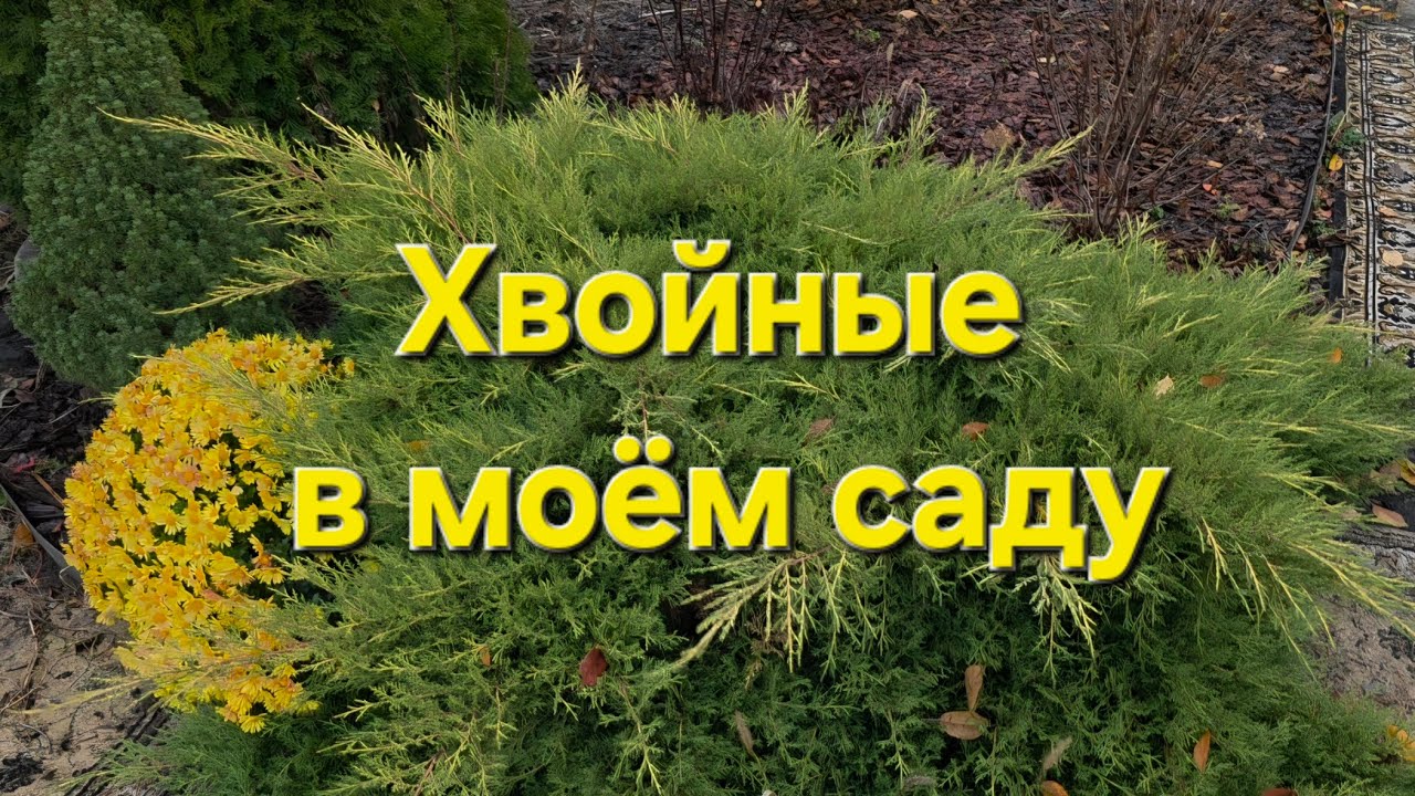 Вечнозелёные красавцы и красавицы)