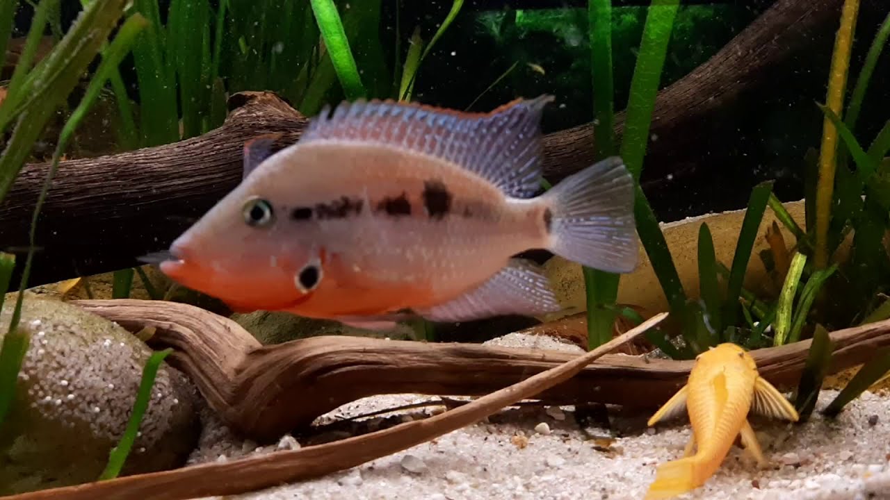 Thorichthys meeki