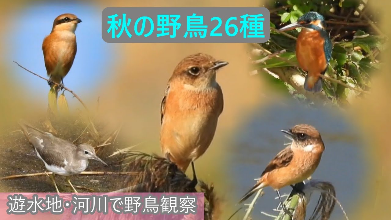 池の水鳥　ノビタキ♂♀　モズ♂の鳥の鳴き真似　カワセミの鳴き声　タシギ　イソシギ　セキレイ3種　イカルチドリ　ツバメなど