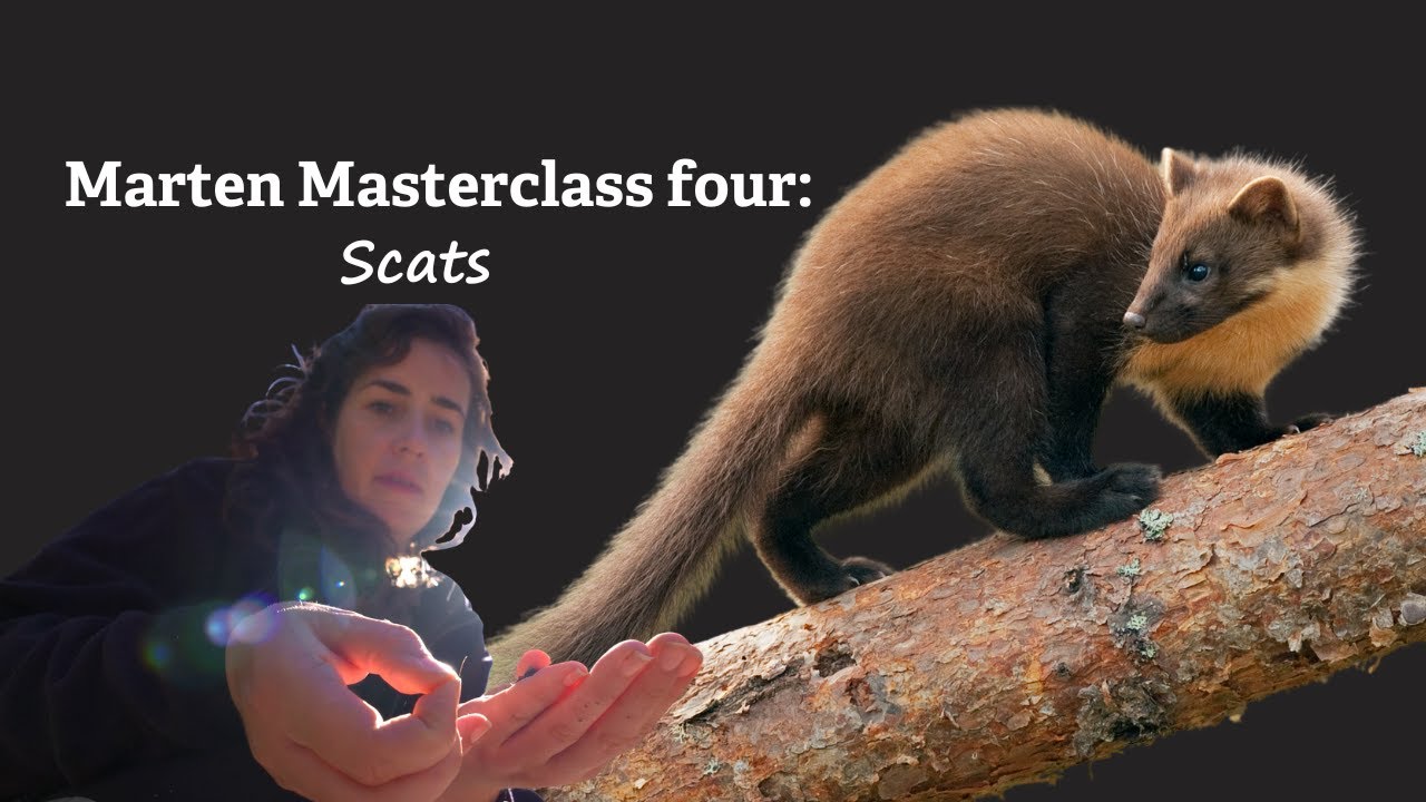 Marten Masterclass: 4. Pine marten scats