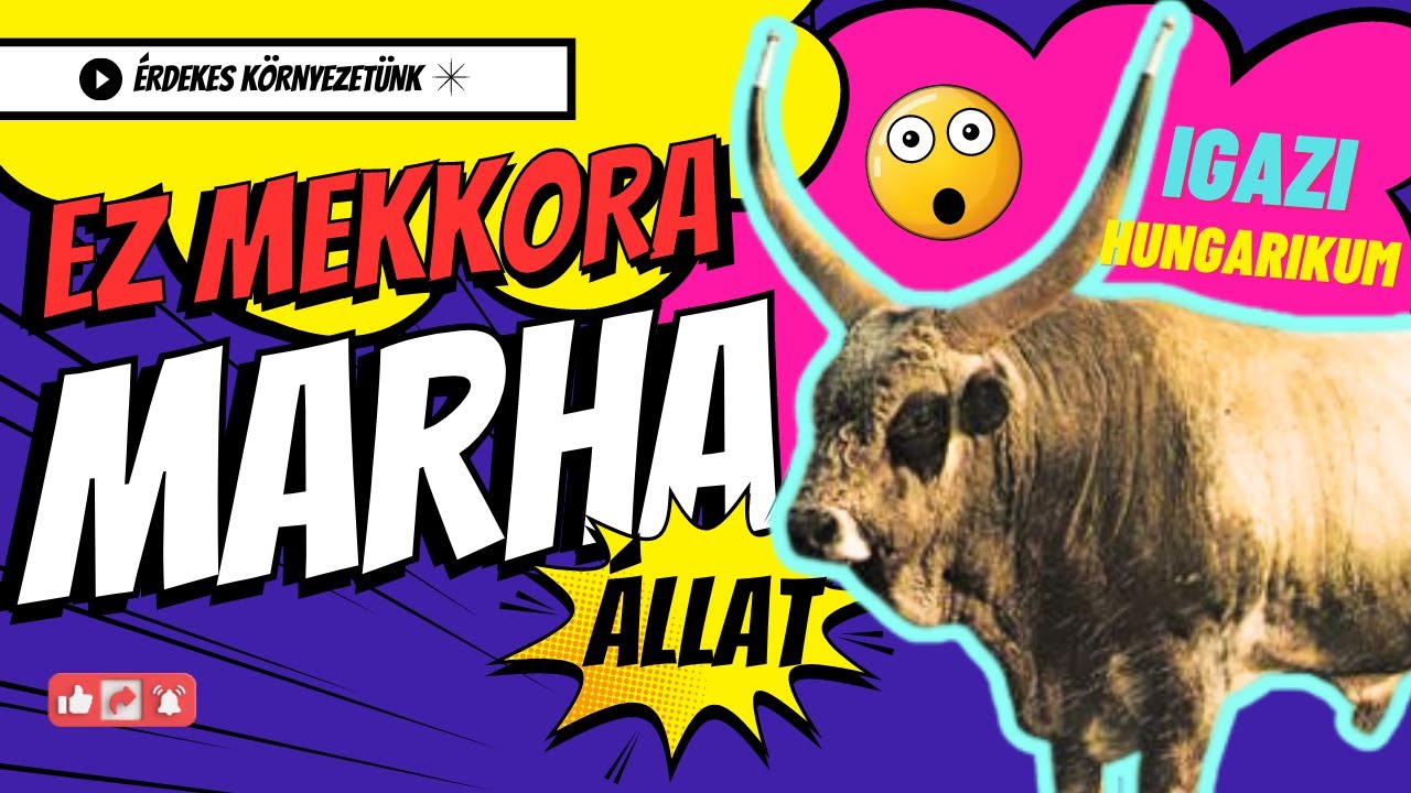 Magyar Sz&uuml;rke Szarvasmarha &eacute;rdekess&eacute;gek