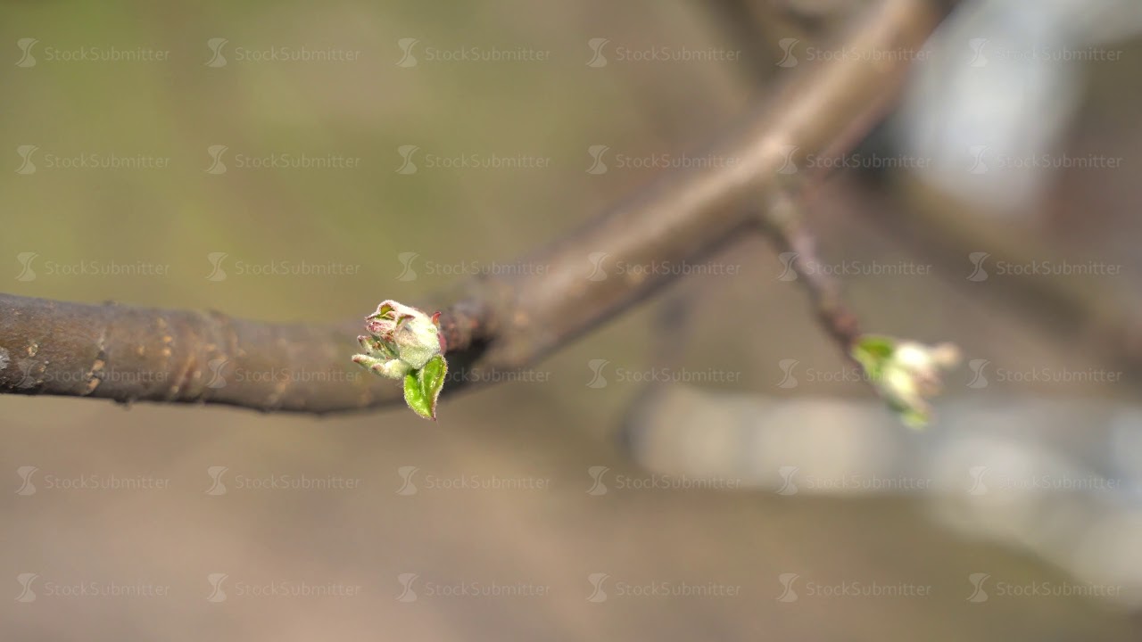 March 2020. Close-up, unopened pear buds