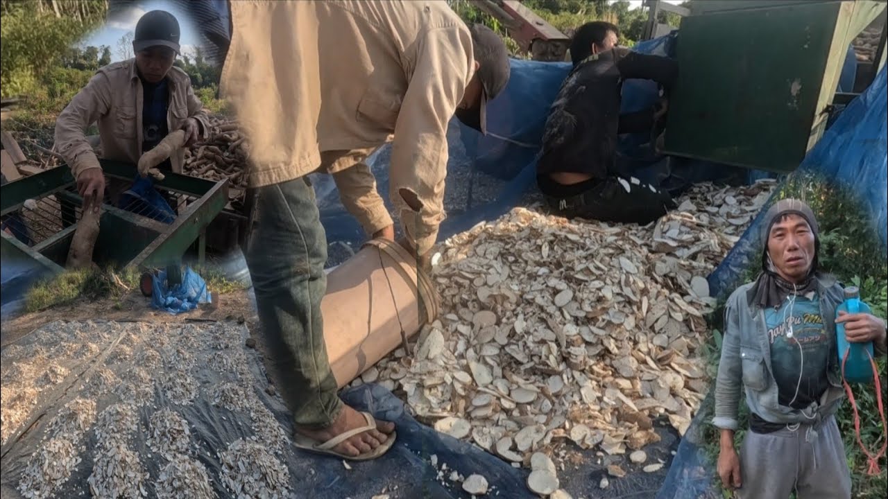 ผานมันต้น//ຜານມັນຕົ້ນ