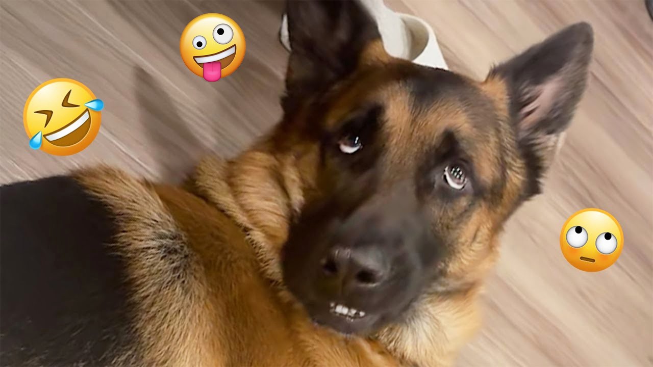 Вы будете смеяться сильнее, чем ожидаете 🤣 Самые смешные собаки на видео 2026 года #127