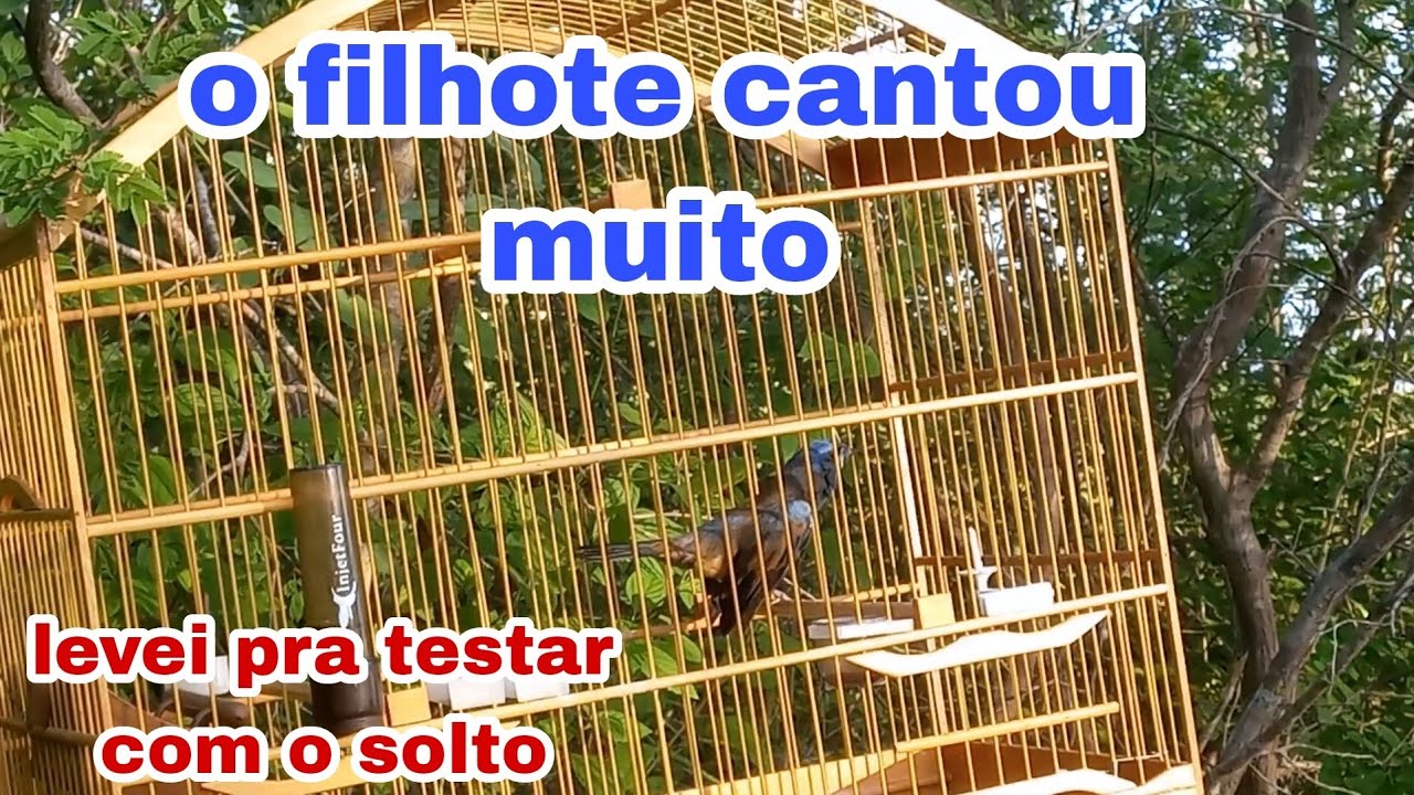 levei meu azul&atilde;o filhote para testar com o azul&atilde;o pardo solto. ele cantou muito