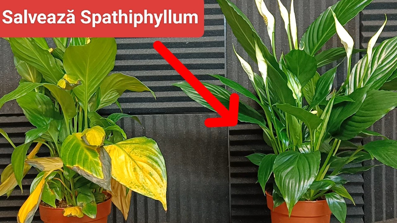Ingrijire Spathiphyllum: Tutorial Complet pentru Crinul Păcii 🌿