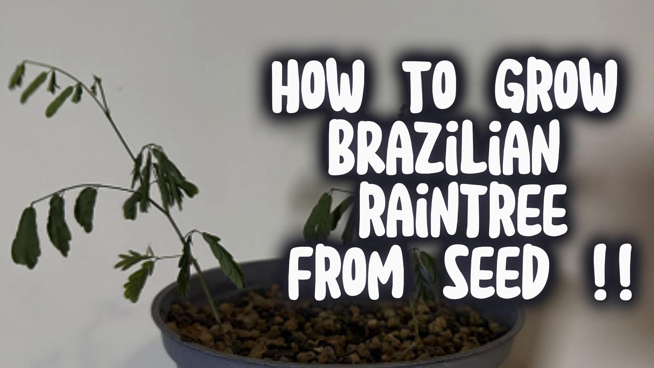 How to grow Brazilian Raintree From Seed (Pithecellobium Tortum)