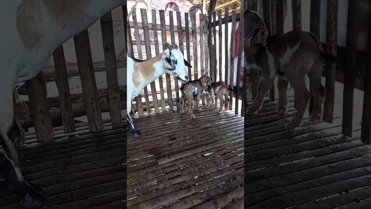 DOUBLE TROUBLE 🐐 ❤️ TWIN BABY Goats Steal the Show 😊 