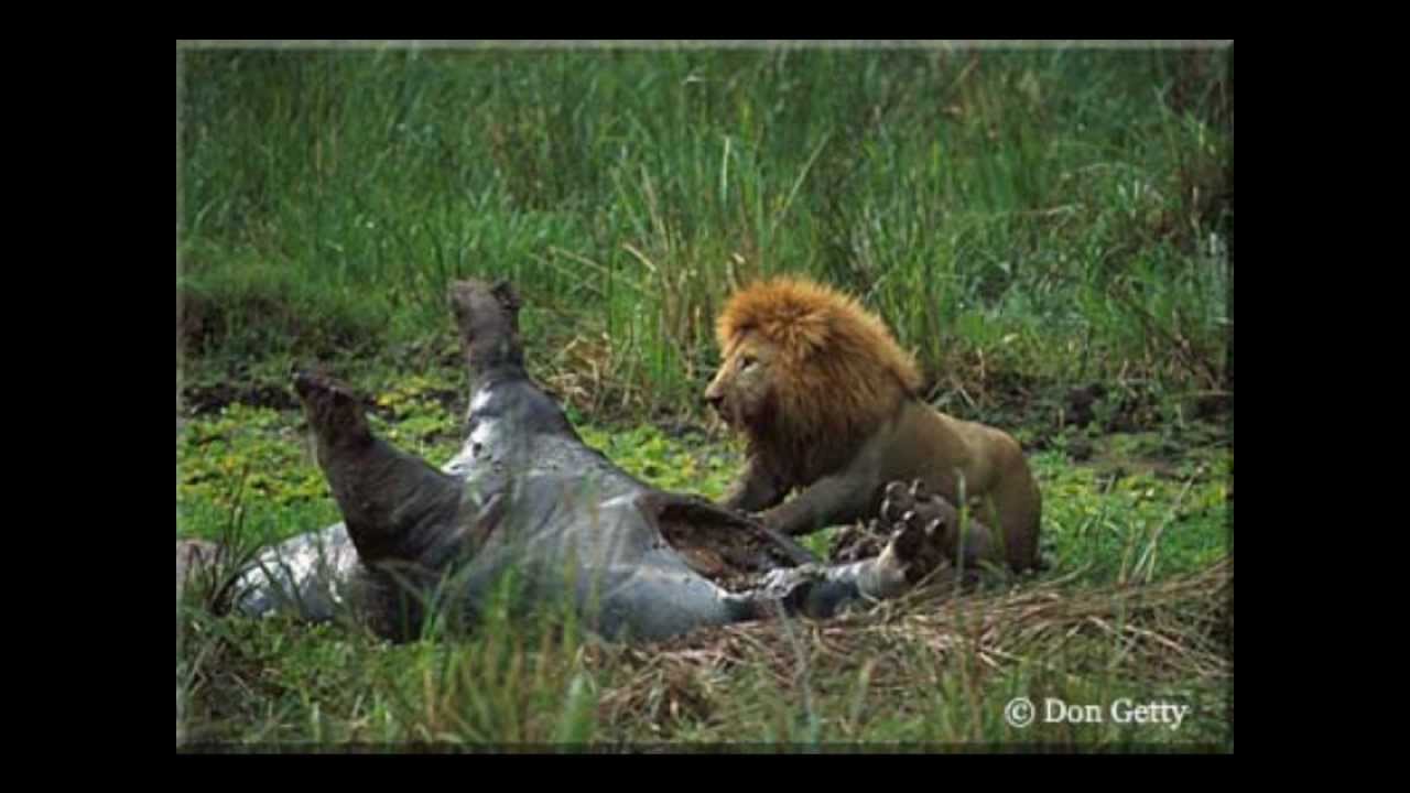 Africanism All Stars - Summer Moon (Amazing Pictures of Animals HD)