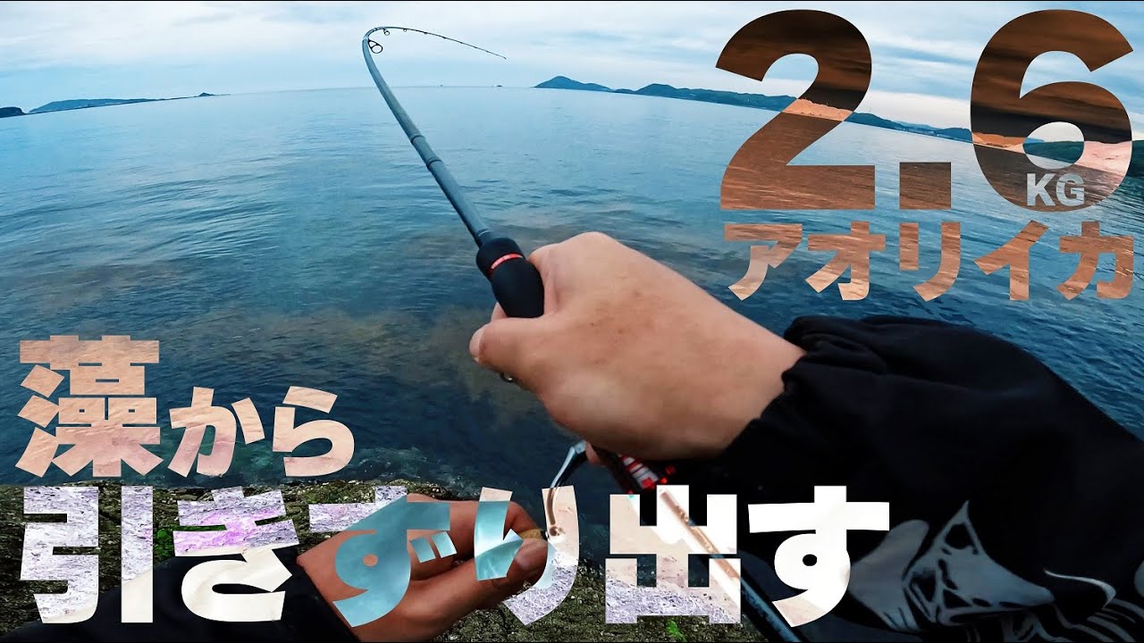 【エギング】春の藻場で2.6キロを超えるアオリイカとの死闘！