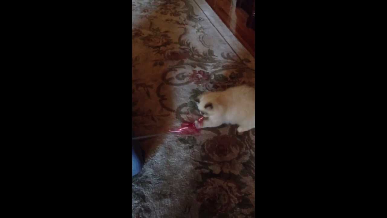 Whip-Poor-Will cat toy