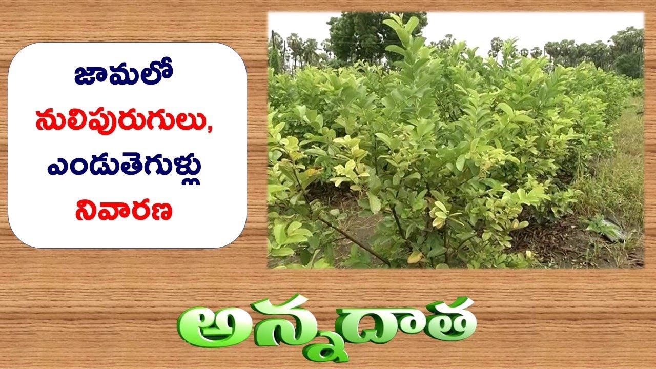 Bio Control Measures | for Nematode & Wilt Problems | in Taiwan Guava || ETV Annadata