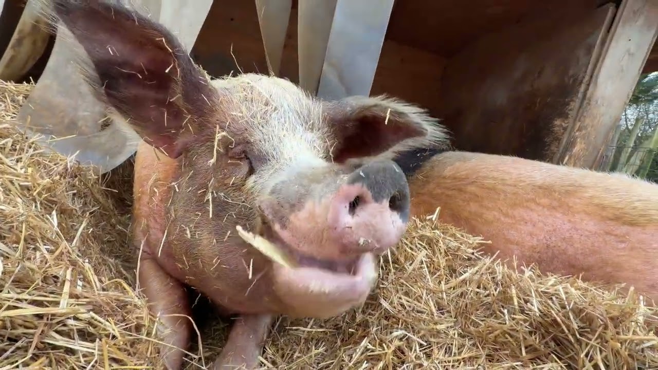 Schweine schnarchen und sie träumen ganz offensichtlich