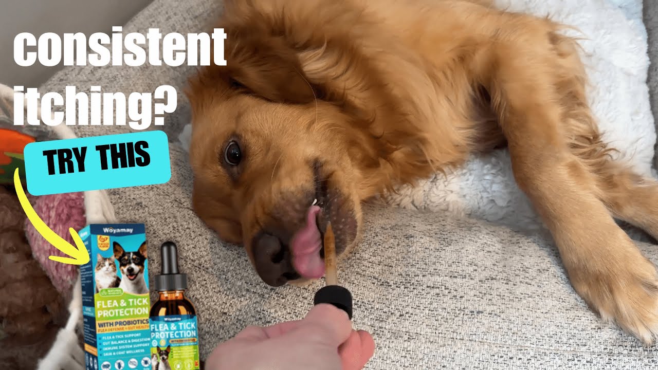 Woyamay Review: This probiotic blend saved my dog from constant scratching