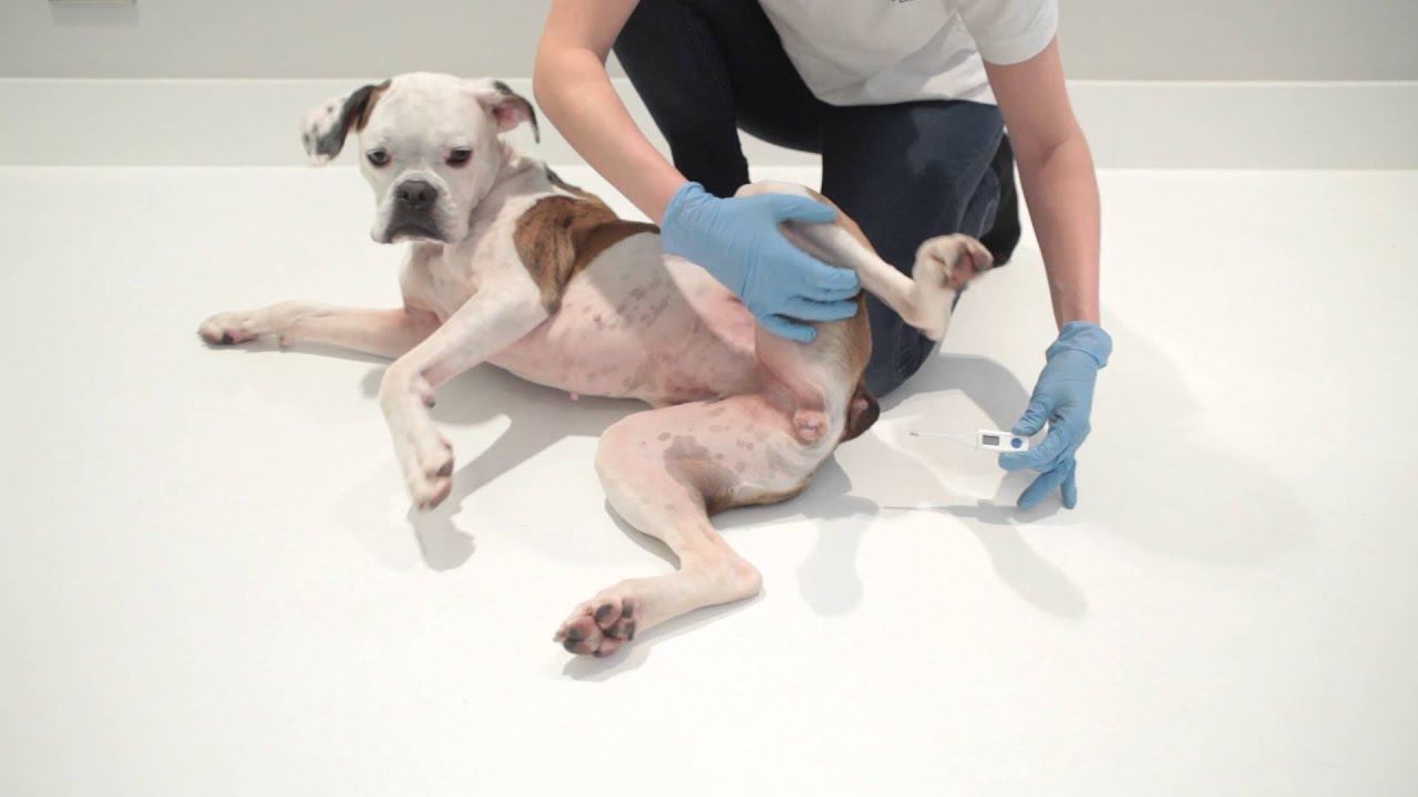 How to take your Dog's Temperature | First Aid for Pets