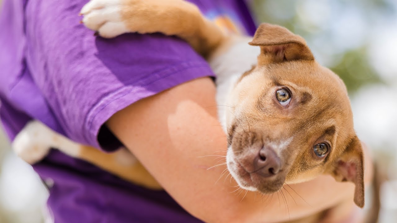 About Animal Welfare League Qld