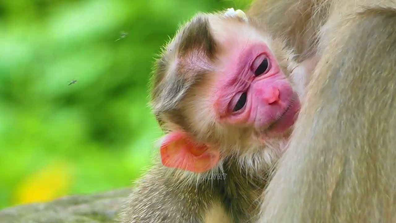 Surprise! newborn baby​ monkey just was born​ Not even a day old​ Joyce wants to learn her eat food