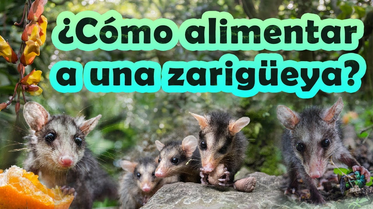 ¿QUÉ COMEN LAS ZARIGÜEYAS? | ABRIL MARA