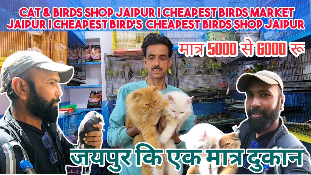 Cat & Birds shop Jaipur | Cheapest Birds Market Jaipur | Cheapest Bird's  Cheapest Birds Shop Jaipur