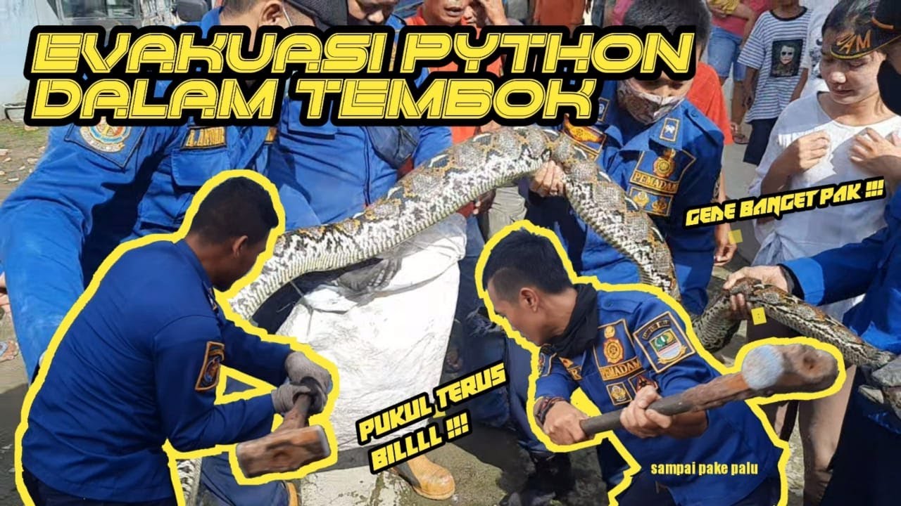 WOW!! Penangkapan Ular Besar Oleh Anggota Pemadam Kebakaran Kab.Bekasi