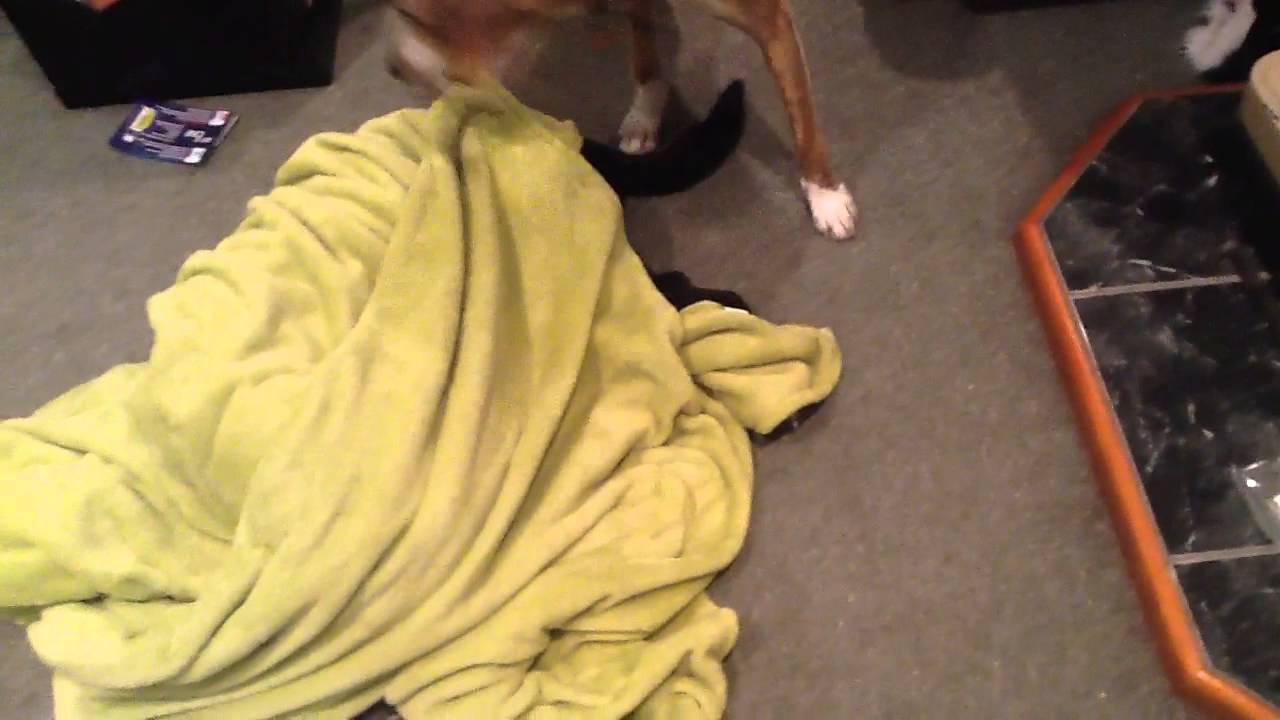 Where's duke ?