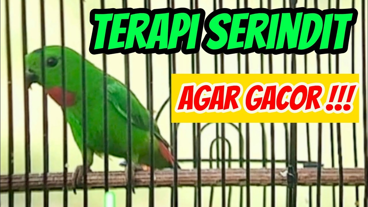 Serindit Gacor - Terapi Serindit Bahan Malas bunyi Langsung Gacor