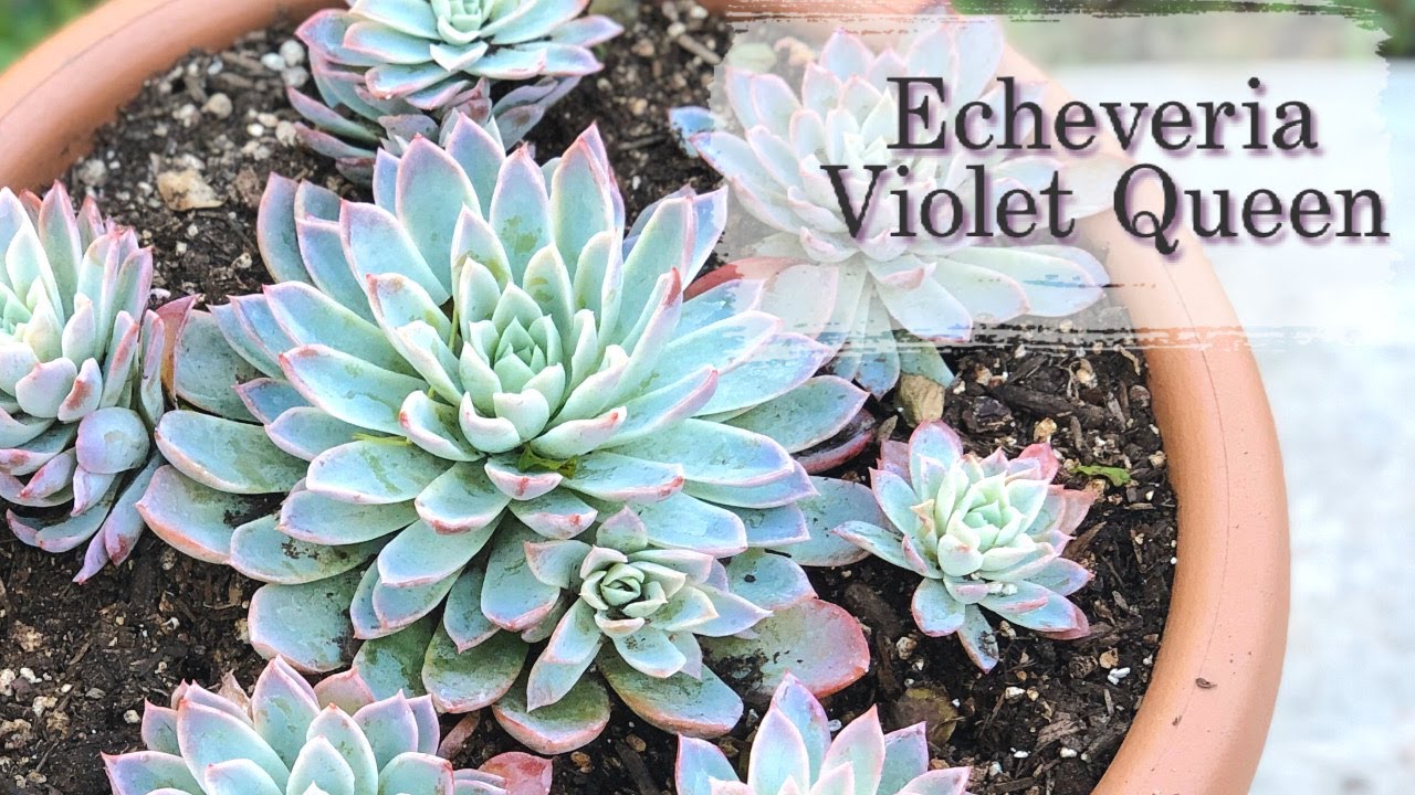Echeveria Violet Queen |Transplante, Cuidados y Riego