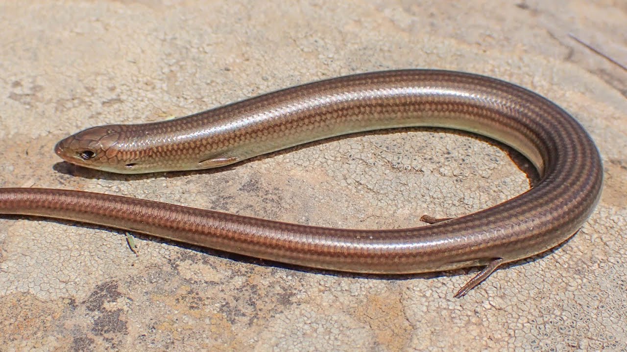 Gestreepte Hazelskink/Western Three-toed Skink (Chalcides striatus)