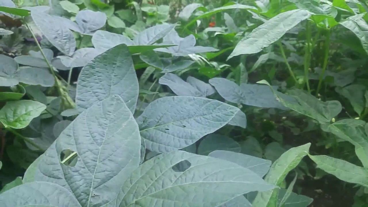 Adzuki Wase Bean Garden