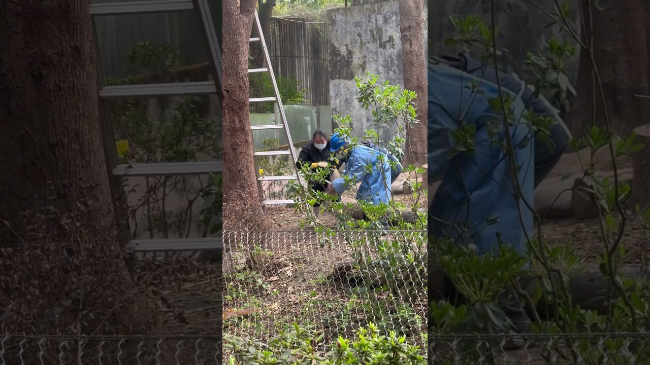 Baby panda falls from tree #panda