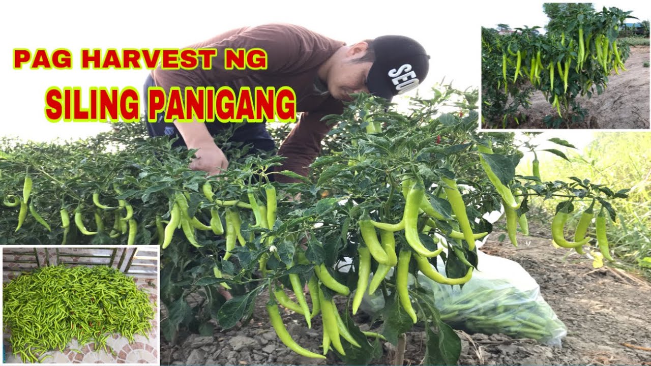 SILING PANIGANG AgriPinas TV