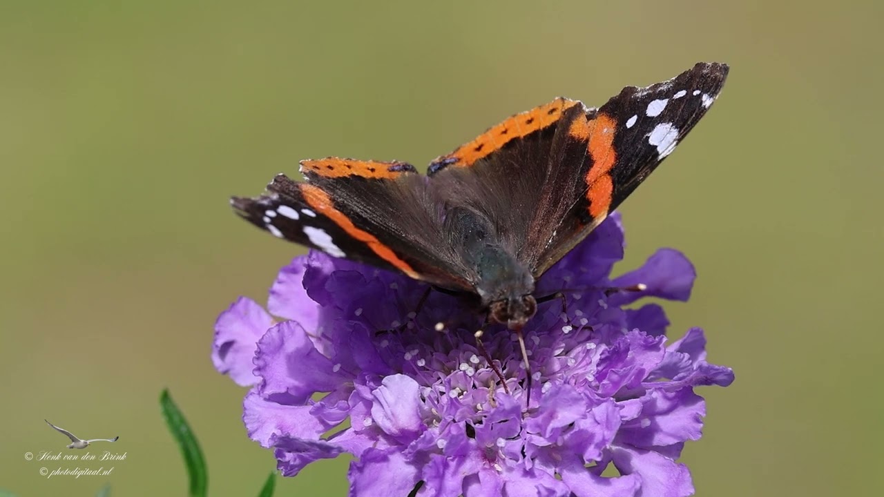 Red Admiral (Vanessa atalanta)