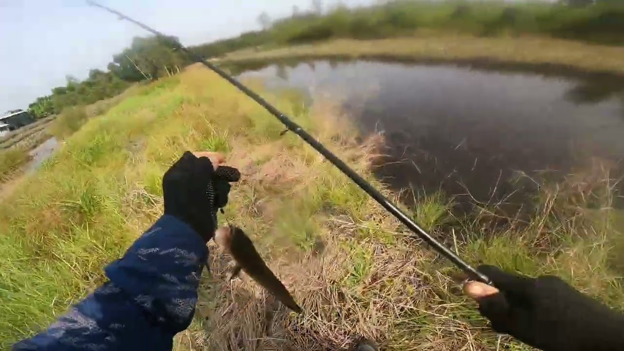 Đồng môn lure p23