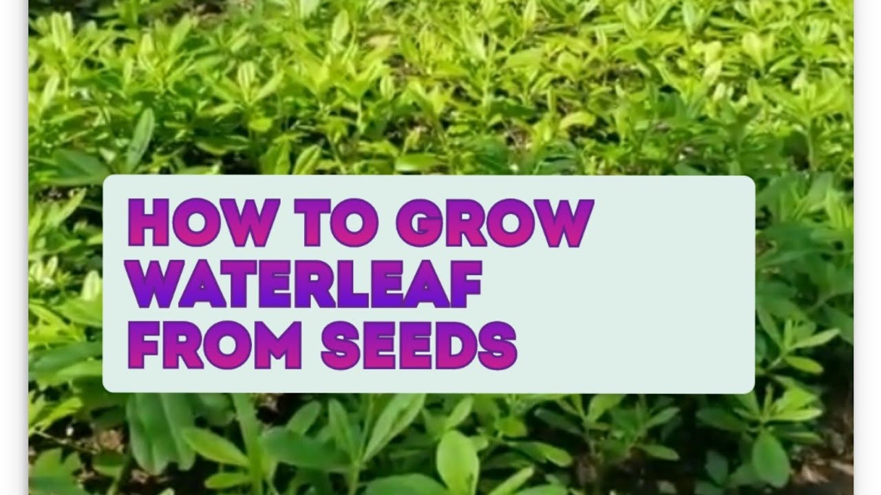 How to grow Waterleaf from Seed