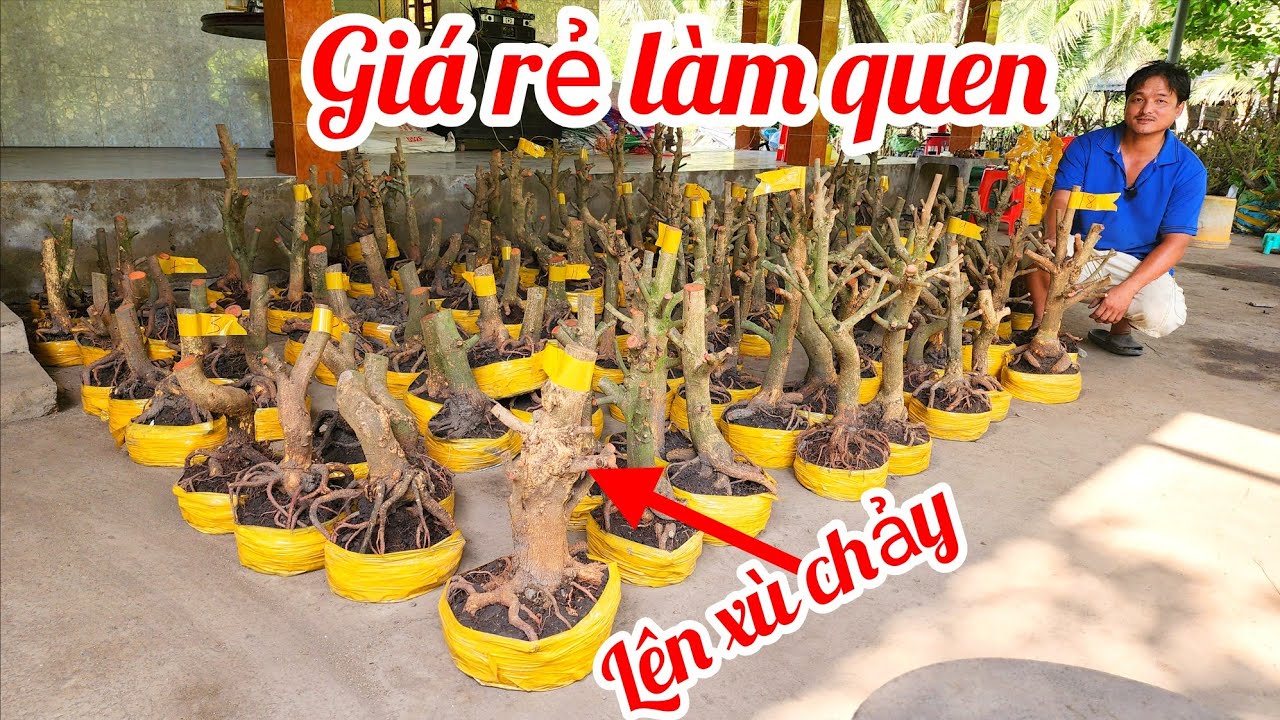 19/3 e Tân 0964704051 phôi mai bonsai đế đẹp giá rẻ làm quen |MaivàngThanhTâm