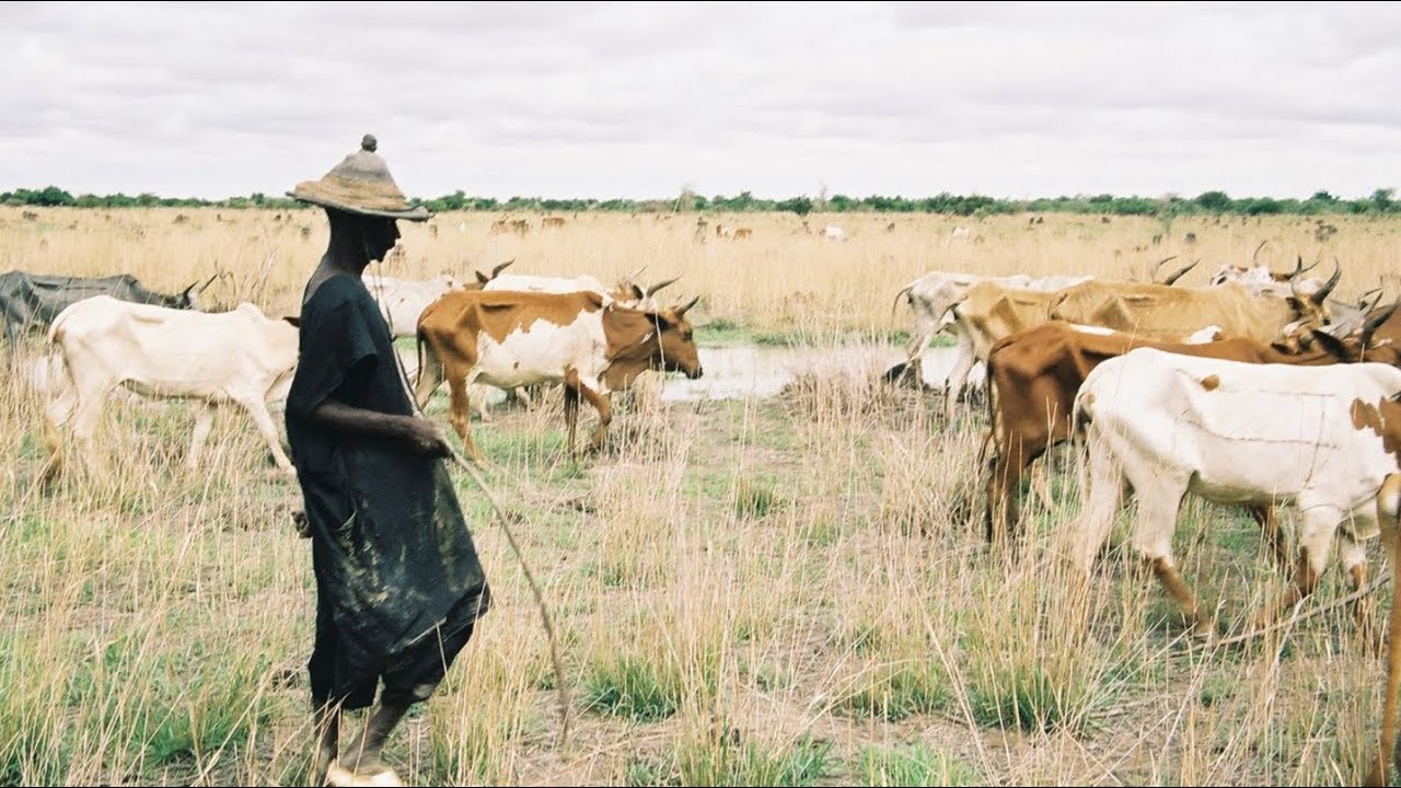 l’élevage de vache: la pratique de l’élevage extensif chez les peuls