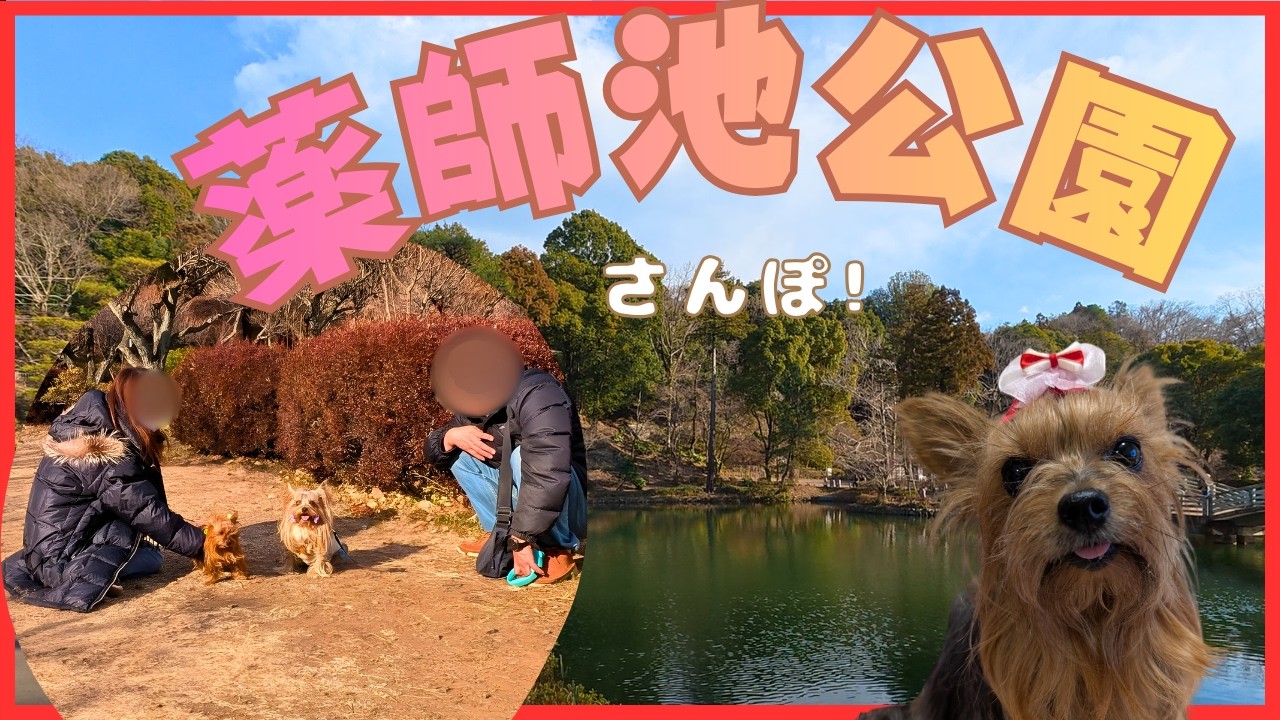 町田】薬師池公園の梅が見頃！小さなヨーキーと散歩中にインスタ友達と嬉しい出会い🌸